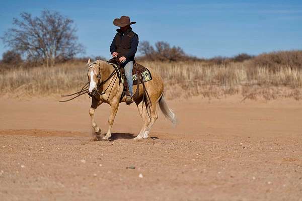 beginner-safe-quarter-horse