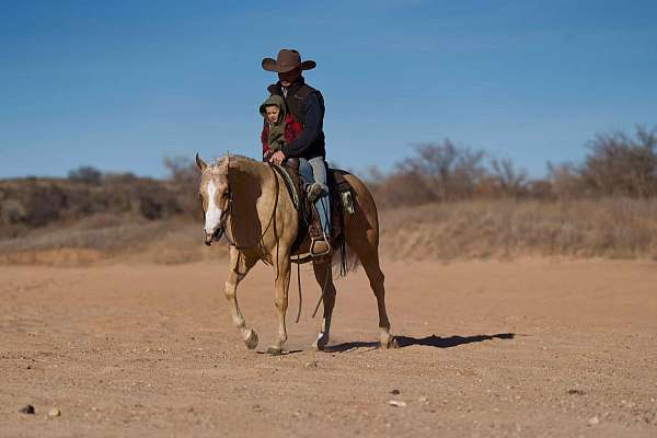 trail-quarter-horse