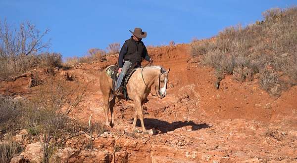 husband-safe-quarter-horse