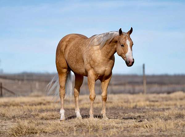 ranch-quarter-horse