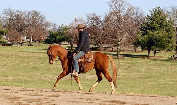 quarter-horse