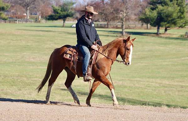 ranch-work-quarter-horse