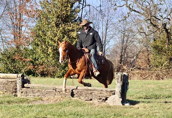 beginner-safe-quarter-horse