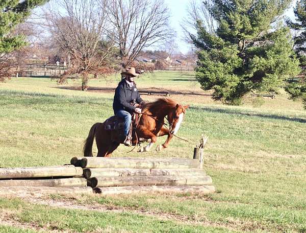 all-around-quarter-horse