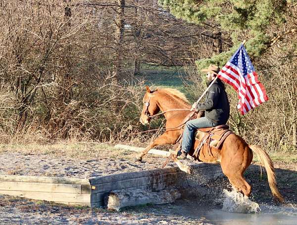 trail-quarter-horse