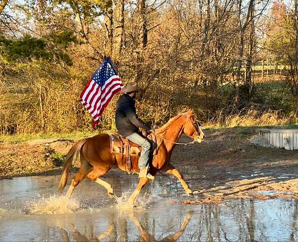 athletic-quarter-horse