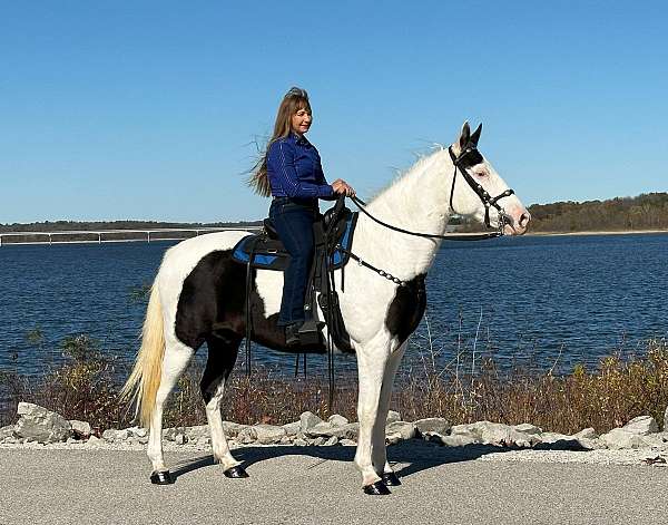 gaited-missouri-fox-trotter-horse