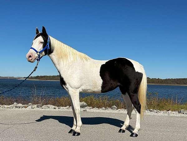 gaited-missouri-fox-trotter-horse