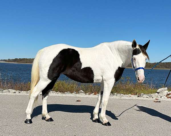 kid-safe-missouri-fox-trotter-horse