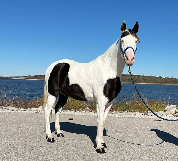 parade-missouri-fox-trotter-horse