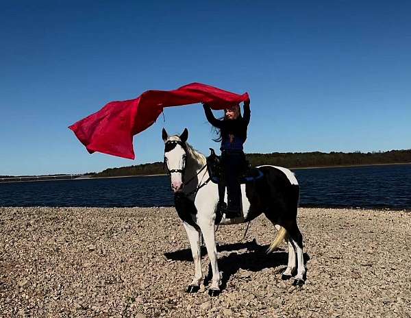 parade-missouri-fox-trotter-horse