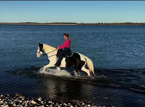 pinto-missouri-fox-trotter-mare