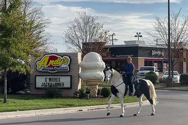 hat-missouri-fox-trotter-horse