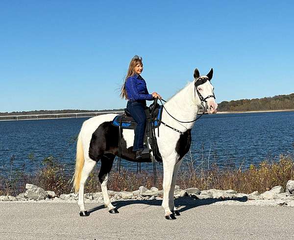 heart-missouri-fox-trotter-horse