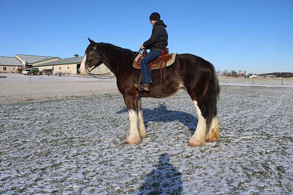 white-strip-legs-horse