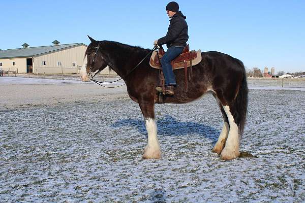 driving-clydesdale-horse