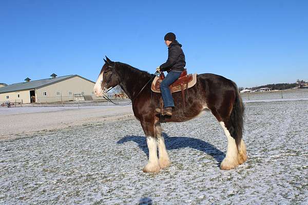 kid-safe-clydesdale-horse