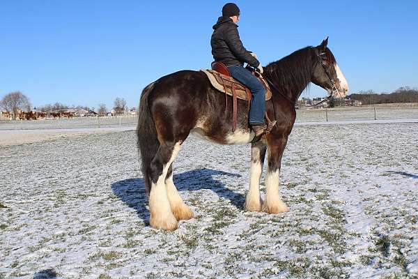 husband-safe-clydesdale-horse