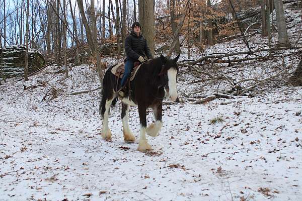 parade-clydesdale-horse