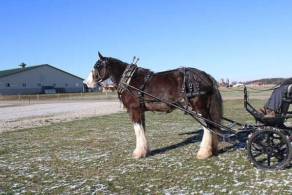 mounted-patrol-clydesdale-horse