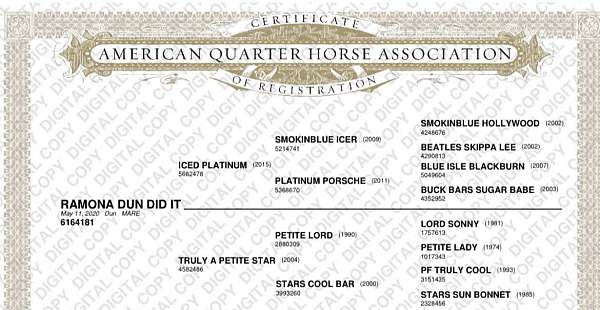 beginner-safe-quarter-horse