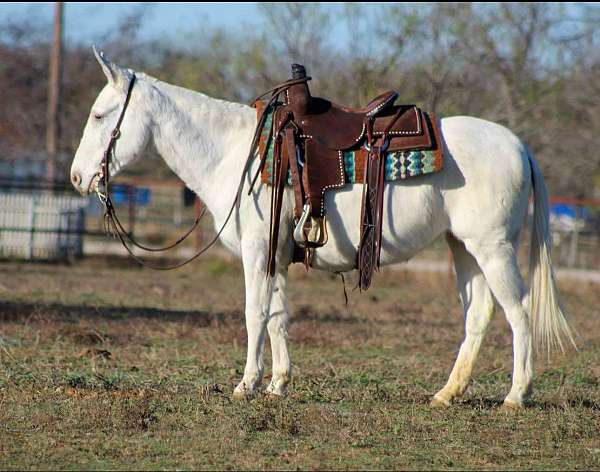 family-horse-quarter