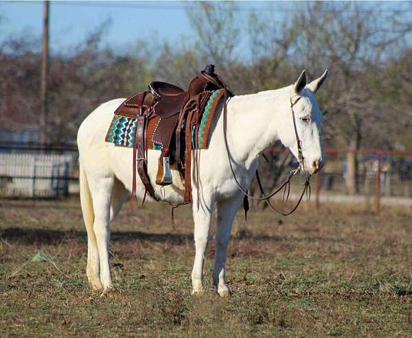 trail-quarter-horse