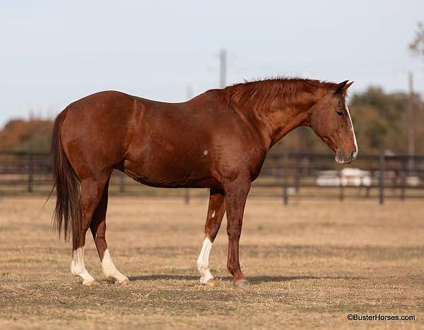 chestnut-blaze-3-stockings-horse