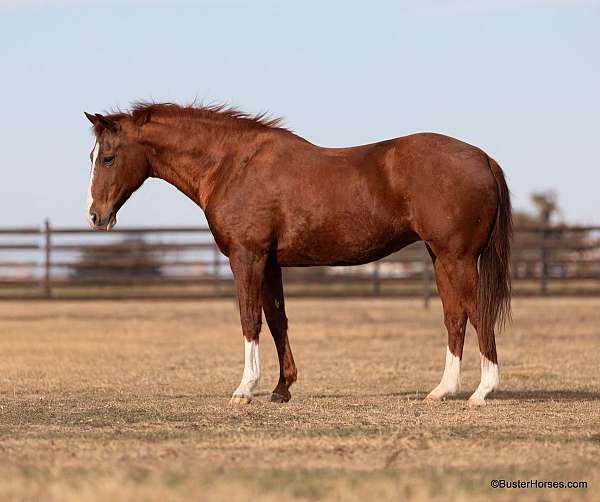 ranch-work-quarter-horse