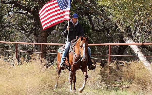 beginner-safe-quarter-horse