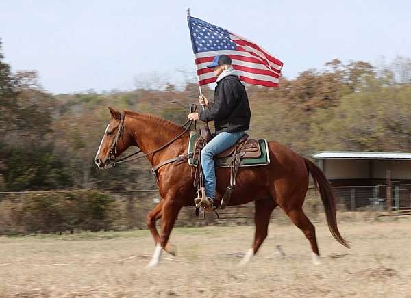 all-around-quarter-horse