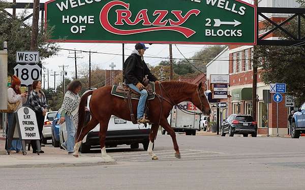 athletic-quarter-horse