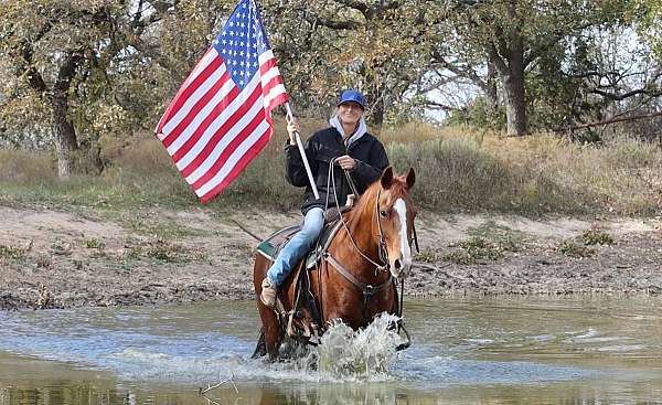 beginner-quarter-horse