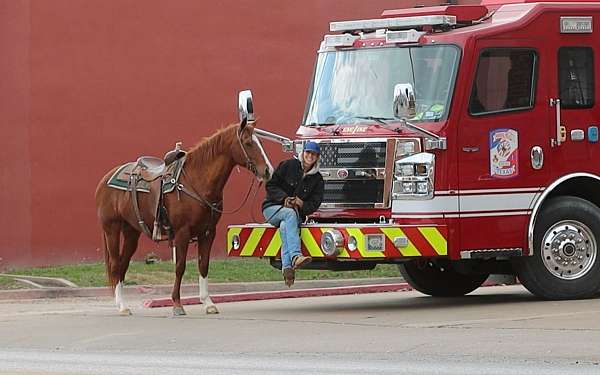 flashy-quarter-horse