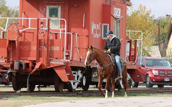 husband-safe-quarter-horse