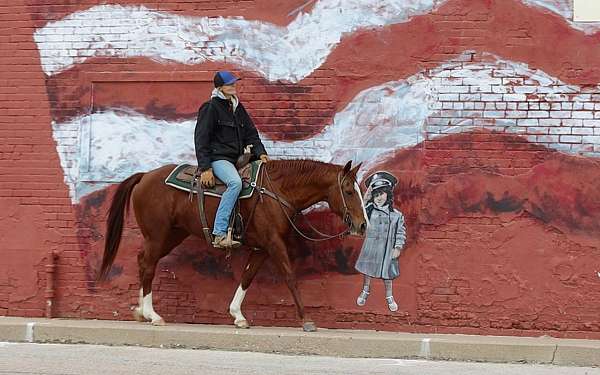 jumper-quarter-horse