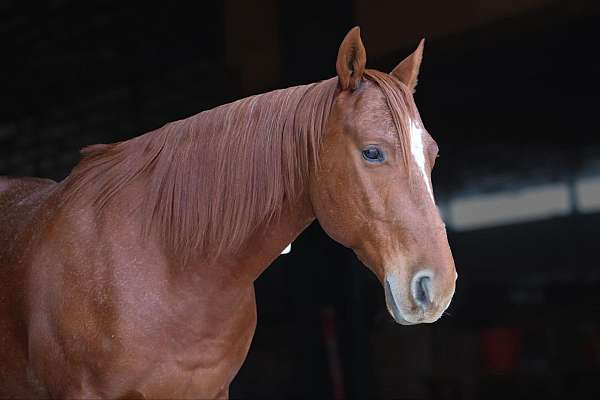 beginner-safe-quarter-horse