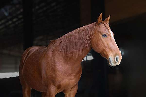 family-horse-quarter