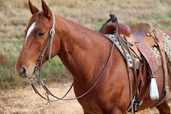 ranch-work-quarter-horse