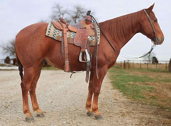 athletic-quarter-horse