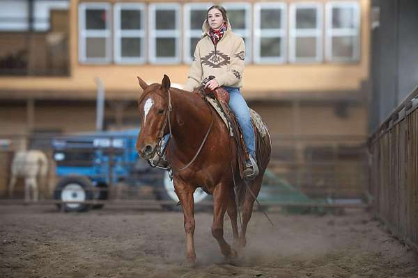 calf-roping-quarter-horse