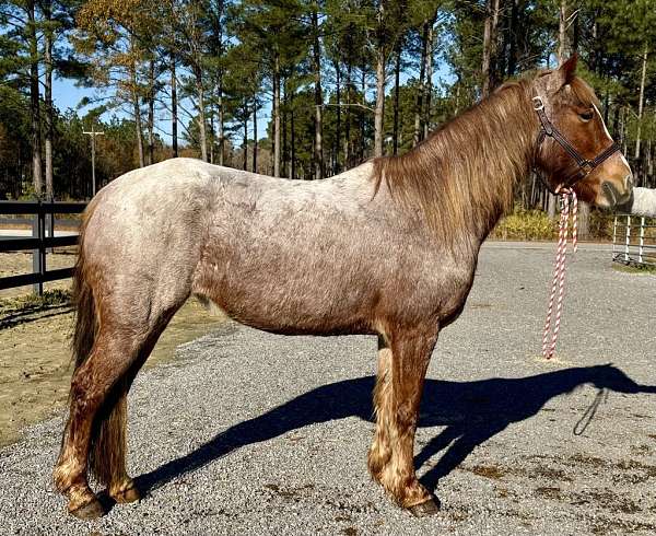 red-roan-gypsy-vanner