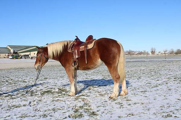 driving-draft-horse