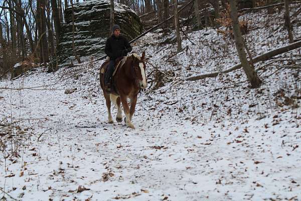 kid-safe-draft-horse