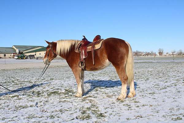 husband-safe-draft-horse