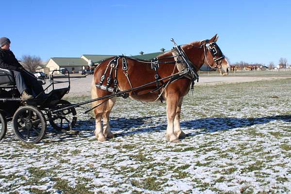 team-driving-draft-horse