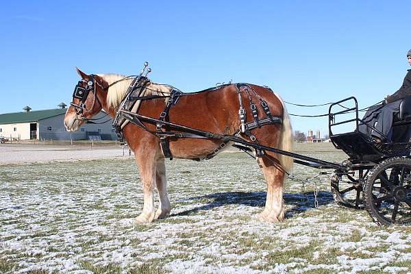 pleasure-driving-draft-horse