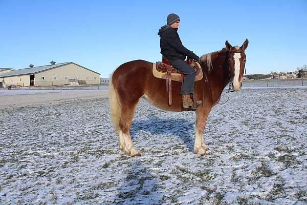 all-around-draft-horse