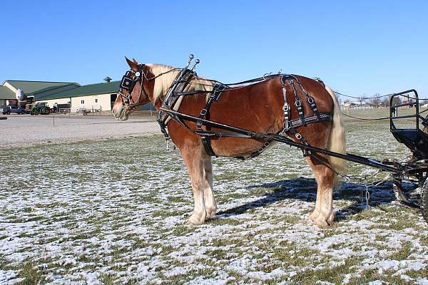 white-strip-legs-horse