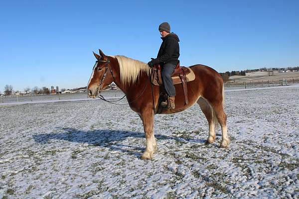 parade-draft-horse